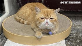 ▲台北市萬華分局西園派出所貓「甘安捏」模樣可愛。（圖／翻攝畫面）