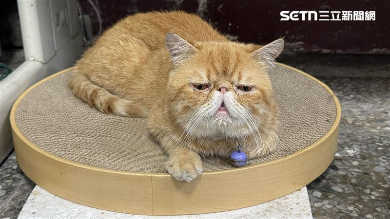 派出所貓也懂報恩 抓活蟑螂上貢嚇跑女警