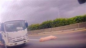 豬仔,國道一號,用路人,高雄市,楠梓交流道