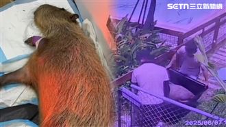 毒殺疑點曝！水豚夫妻死前7天…檢舉屍棄