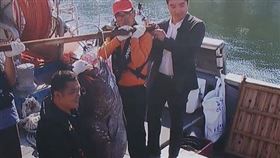 近期釜山海域有漁民捕獲一種極為罕見、被韓國釣魚迷稱為「傳說中的深海魚」的巨型石鯛。（圖／翻攝SBS NEWS）