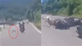 旭海,屏東,滿州,猴子,騎士,車禍