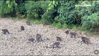 猴群惹禍！屏東滿州農田9成棄作