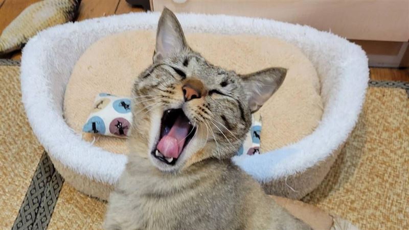 貓旅館除毛神器大公開　免花大錢家裡就有