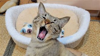 貓旅館除毛神器大公開　免花大錢家裡就有