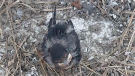 民眾在上班期間，於公司附近發現一隻小燕子。（圖／翻攝自PTT）

