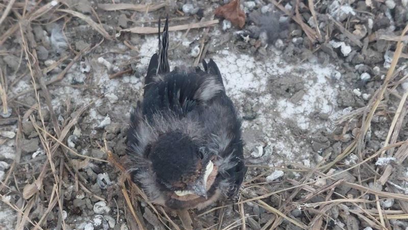 小燕子落地　父母疑都不理…目擊者好著急