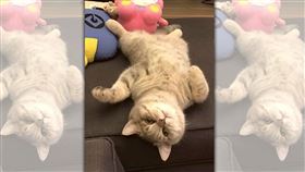 A先生愛貓送到動物醫院治療，卻在搶救過程中受到不當對待死亡，指控醫院醫療疏失。（讀者提供）