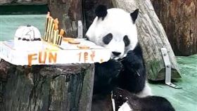 大貓熊「圓寶」迎接5歲生日。（圖／翻攝自動物園臉書）