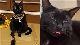 安卡,Ankh,貓咪,台南,飼主,美食,評論家,人類,食物,中途,流浪貓,黑貓▲圖片描述。（圖／翻攝自IG @ankh_dislike_this）