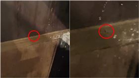 食安,連鎖,吃到飽,燒烤,蟑螂,爬上身,陪吃,台中（圖／翻攝爆料公社）