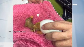 鴨蛋孵出7隻小鴨！民眾：以為是鹹蛋