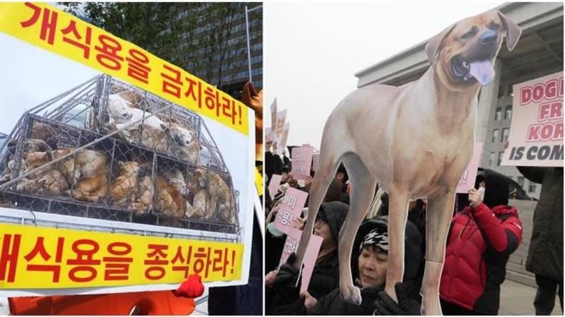 韓國人食用狗肉的習慣已在改變，狗肉店將逐漸消失在時代的潮流中！(圖／翻攝自臉書Korean K9 Rescue)