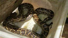 中國廣東一處農場出現一條長300公分巨蟒活吞15公斤重的羊。（圖／翻攝自微博）