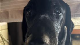 「Tyfd-K9桃園搜救犬隊」超可愛的搜救犬Nero。（圖／翻攝畫面）