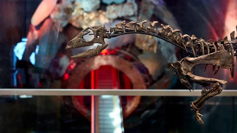 1億5千萬年前迷蹤跑龍出土！小如狗還吃素