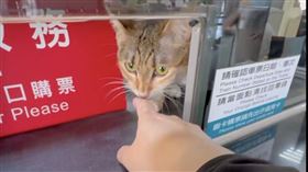 台中車站「喵站長」曝！是否上班全看心情