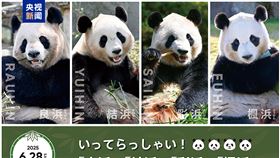 日本將4隻貓熊送回中國 圖／央視新聞