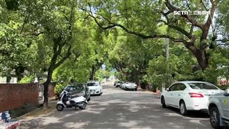 獨／夏天車別停樹下　苦主慘變「蟻窩車」