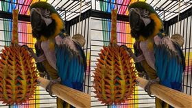 藍黃金剛鸚鵡,收養,山繆傑克森