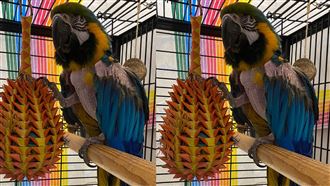 鸚鵡「髒話機關槍」美收容所曝慘況