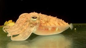 烏賊,徵才,清大,花枝,焦傳金（圖／翻攝自清華大學臉書）