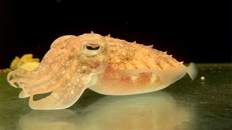 清大教授徵才：餵烏賊、整理顧「花枝房」