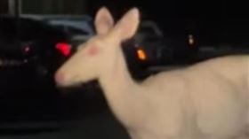 美國,白化鹿,神獸,仙氣,白化症。（圖／翻攝Ramez Khuri臉書）
