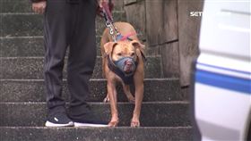 近況曝光！比特犬Lucky與訓犬師「減敏訓練」