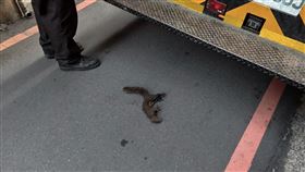 停電,桃園,中壢,觸電,小動物,松鼠,焦屍（圖／翻攝自Threads@chuangvillage）