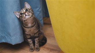 把愛貓留在家釀火災、毀電梯！害慘女屋主