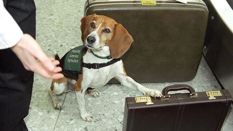 檢疫犬揪出違禁牛肉！竟遭70歲男暴踹重傷
