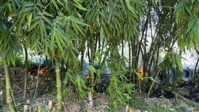 台北市社子島一處竹林昨（1）日上午傳驚傳火警。（圖／翻攝畫面）
