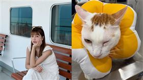 謝京穎貓咪不慎被毒汁噴傷。（圖／翻攝自謝京穎Threads）
