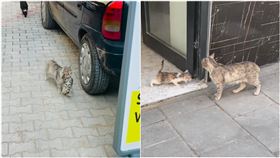 小貓,貓媽媽,生病,獸醫,診所,看病,土耳其（圖／翻攝自IG@sungurlupetveteriner）