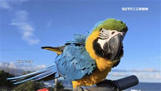 宜蘭婦攜金剛鸚鵡放飛　疑遭陌生男子虐待