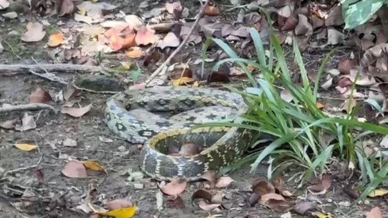 公園見「最美家蛇」2童嚇問：龜殼花嗎？