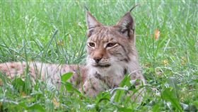 山貓。（示意圖／PIXABAY）