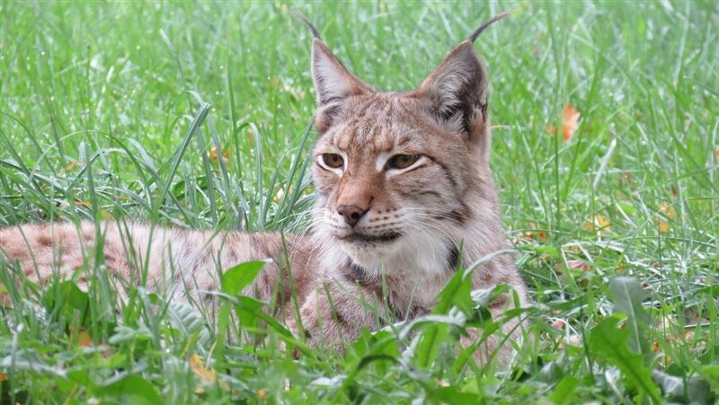 暴風雨撿到幼貓！竟是猛獸　屋主嚇得報警