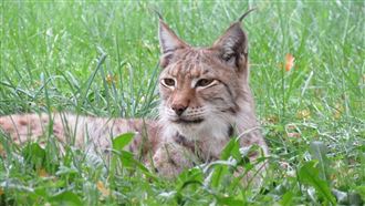 暴風雨撿到幼貓！竟是猛獸　屋主嚇得報警