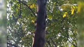 文 夏天防蟬尿1700