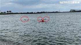 海巡,永新漁港安檢所,高雄市,永安區,鑽石,沙灘,野狗,海巡,流浪狗,老翁,溺水,溺斃▲圖片描述。（圖／翻攝畫面）