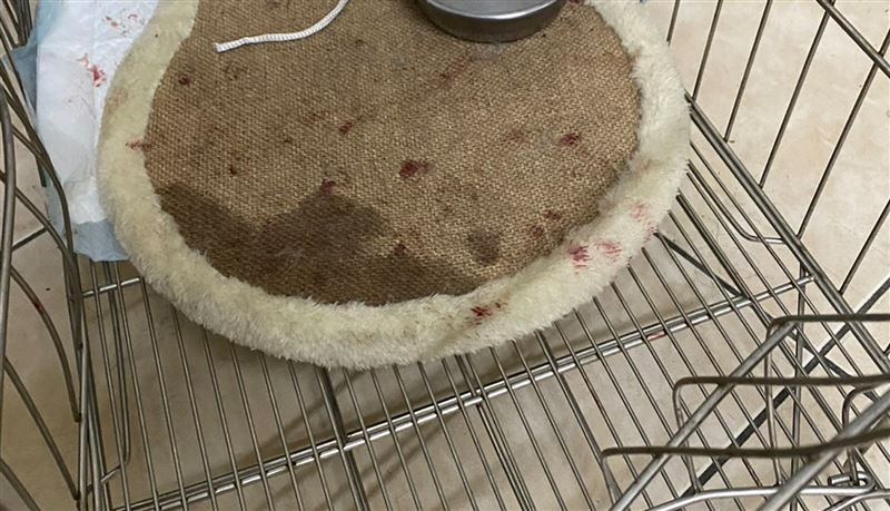 女友遭貓攻擊　男友護花踹2腳代價1萬5