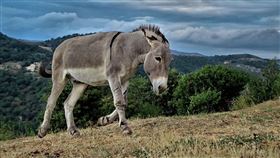 驢子、小毛驢。（圖／PIXABAY）