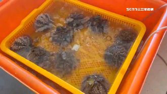 馬糞海膽採捕解禁！澎湖現撈「1顆4百」