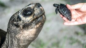 美國邁阿密動物園內一隻象龜「哥利亞」（Goliath）今年將邁入135歲，日前牠剛當上「新手爸爸」，擺脫100多年沒有子嗣的困擾，與母象龜「甜豆」生下8顆小象龜蛋且成功孵化，這也是邁阿密動物園首次成功繁育瀕危的加拉巴哥象龜。