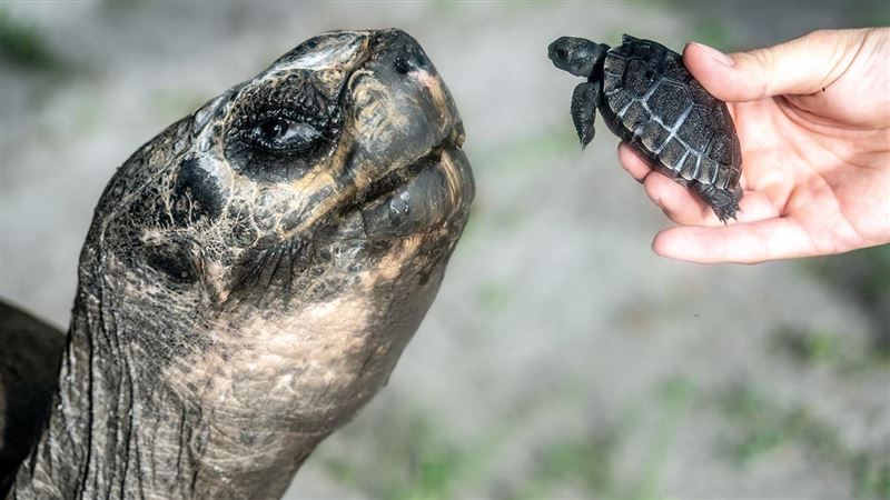 135歲象龜當「新手爸爸」　榮登世界紀錄