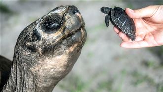 135歲象龜當「新手爸爸」　榮登世界紀錄