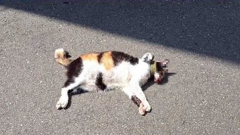 襪纏嘴、狠踹丟包　虐死貓男大生下場曝