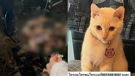 泰國,柬埔寨,飼主,遊民,奶貓,豆腐,項圈,贖屍費,流浪狗